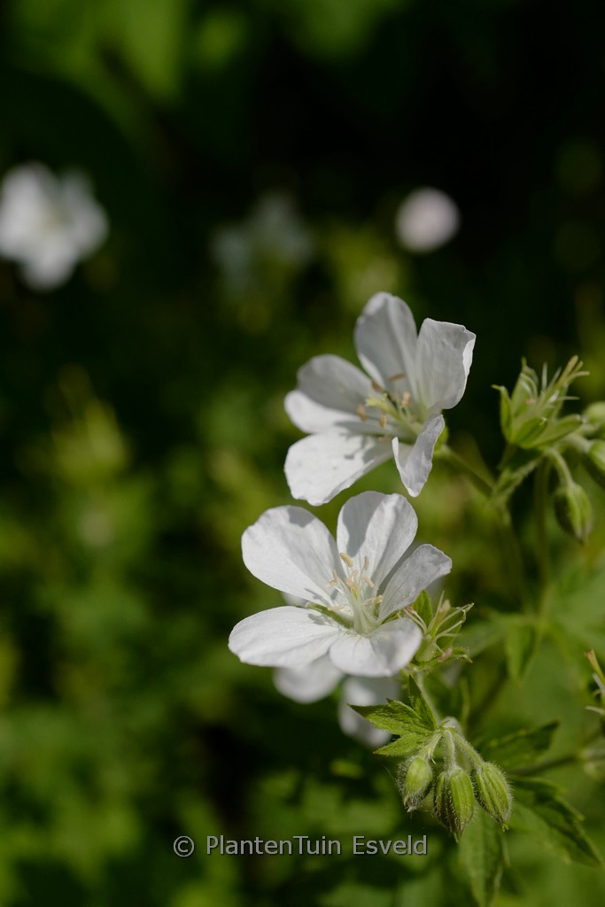 Geranium sylvaticum ‘Album’