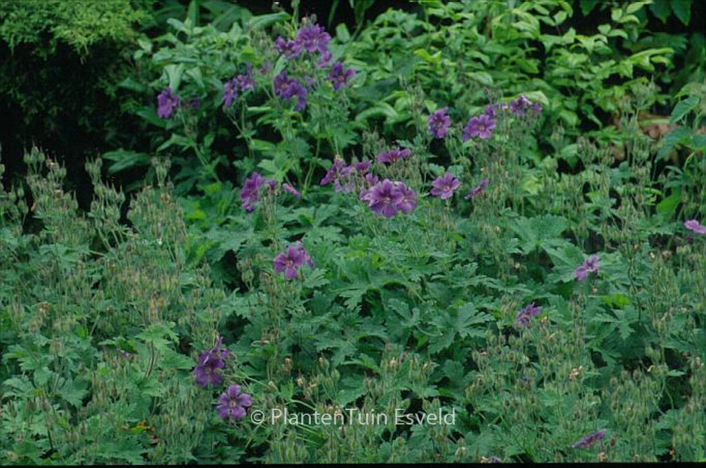 Geranium sylvaticum ‘Birch Lilac’
