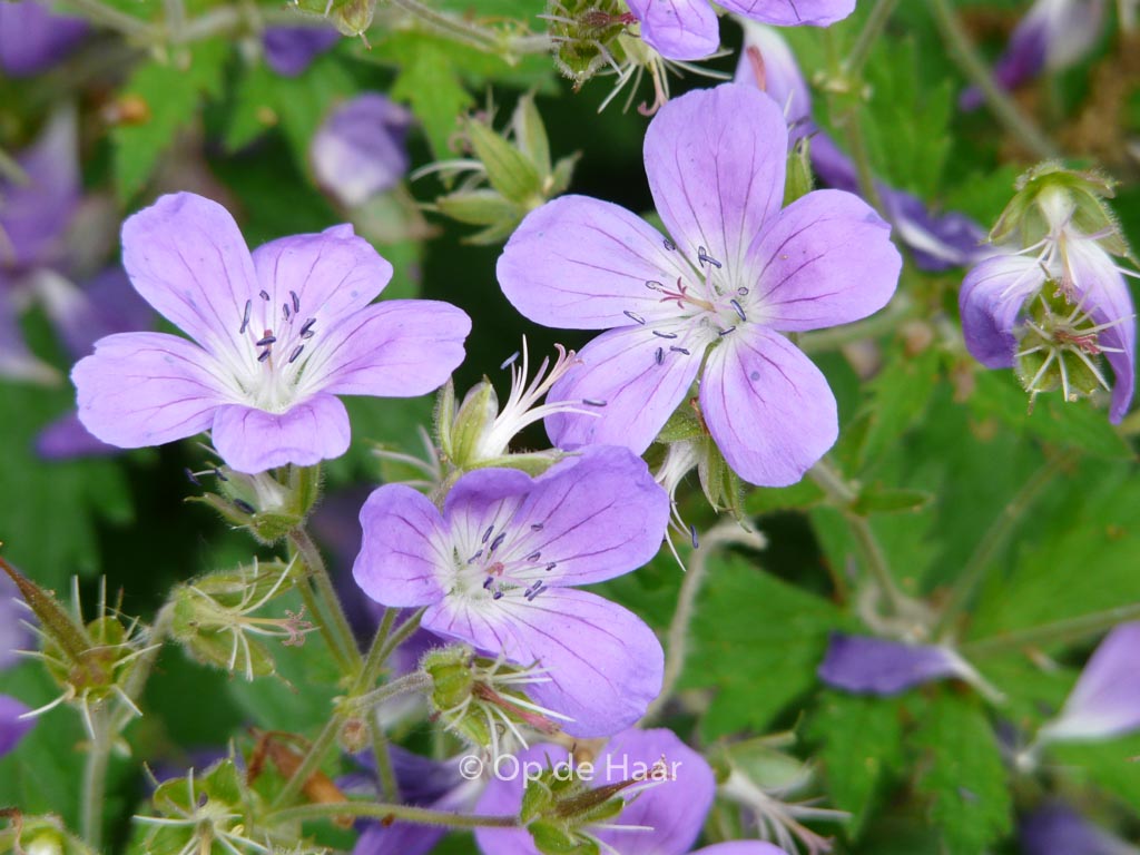 Geranium sylvaticum ‘Mayflower’