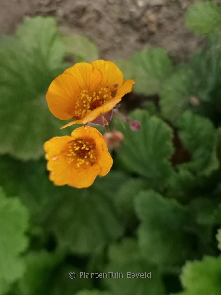 Geum ‘Carlskaer’