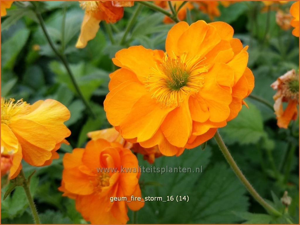 Geum ‘Fire Storm’