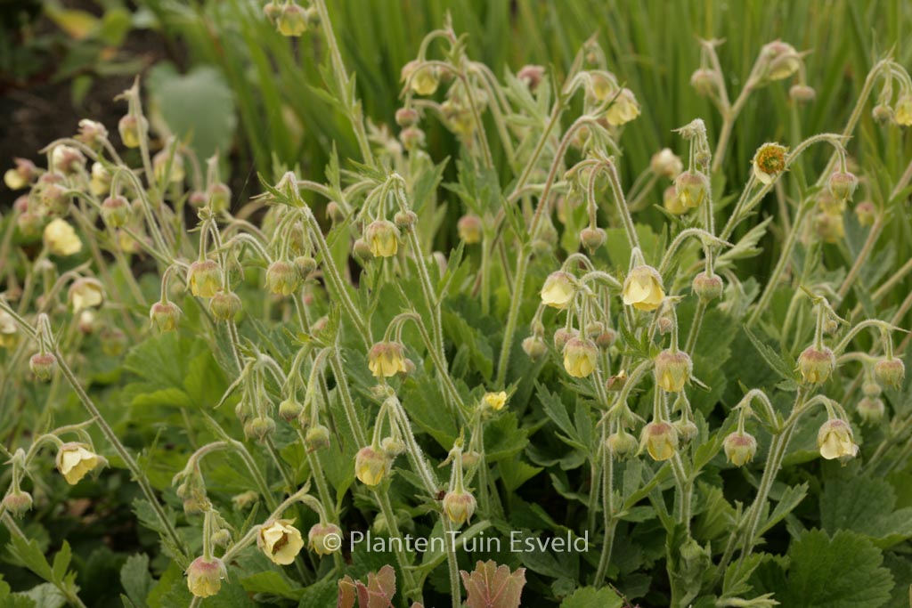 Geum ‘Lemon Drops’