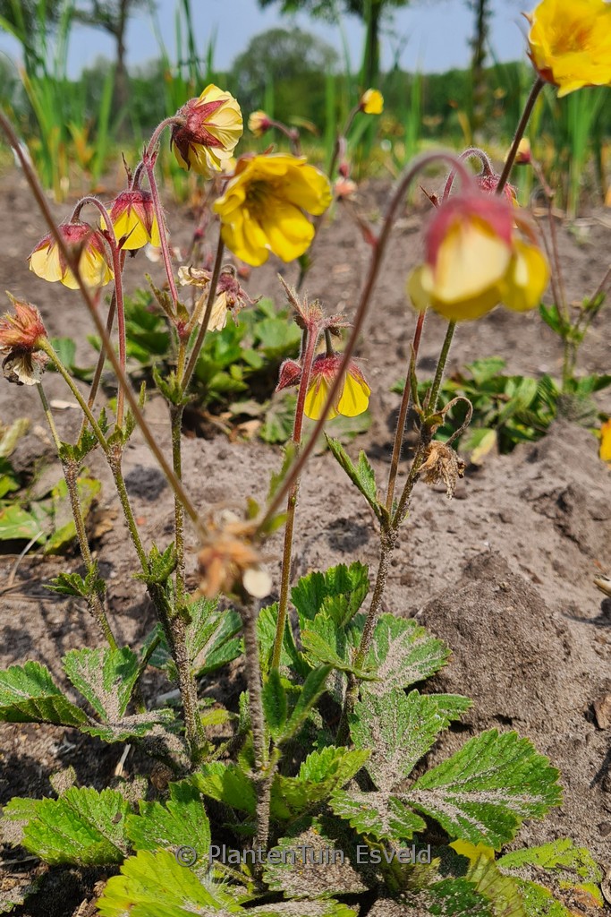 Geum ‘Lisanne’