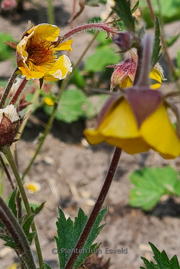 Geum ‘Mornings Hybrid’