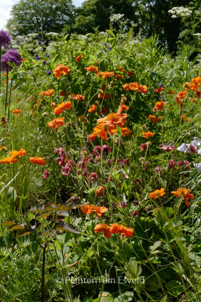 Geum ‘Prinses Juliana’