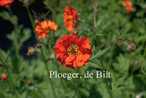 Geum ‘Red Wings’