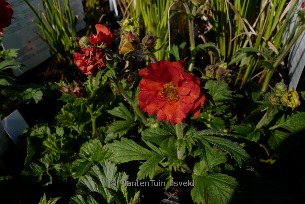 Geum ‘Scarlet Tempest’