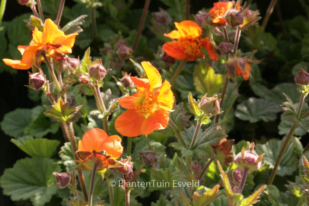 Geum ‘Sea Breeze’ (COCKTAILS SERIES)