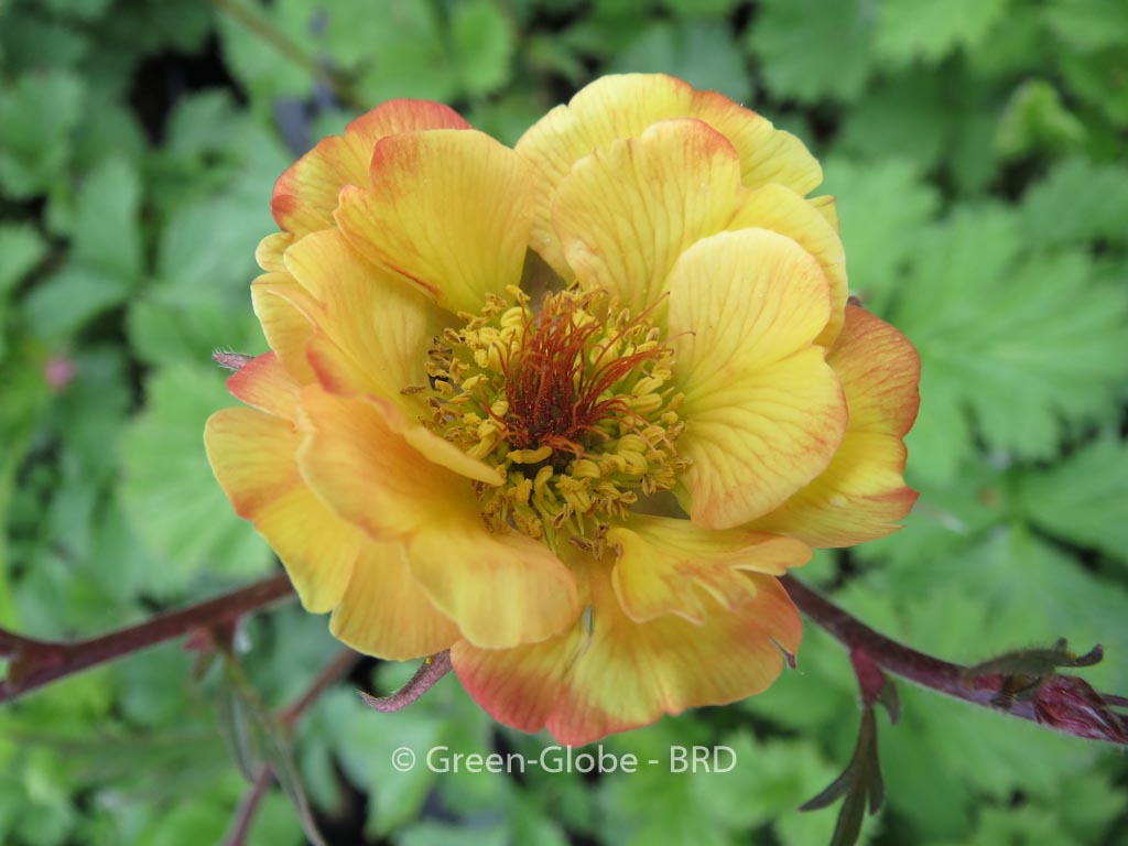 Geum ‘Tequila Sunrise’