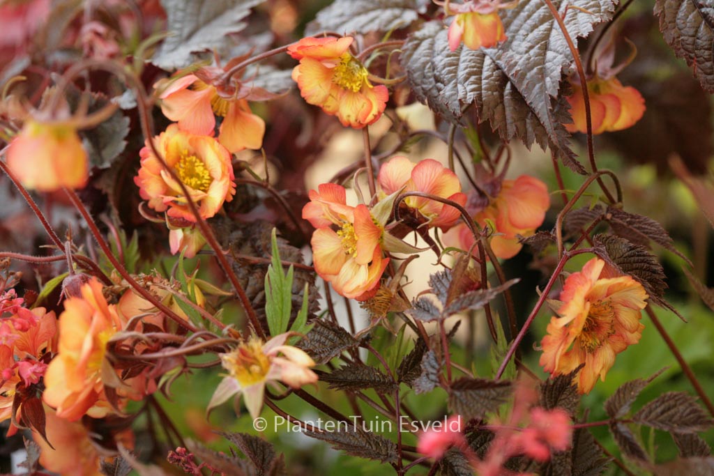 Geum ‘Wet Kiss’