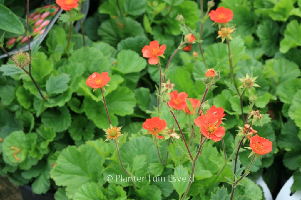 Geum coccineum ‘Borisii’