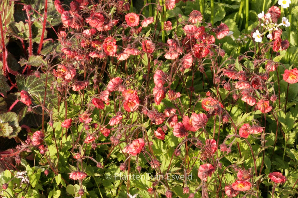 Geum rivale ‘Flames of Passion’
