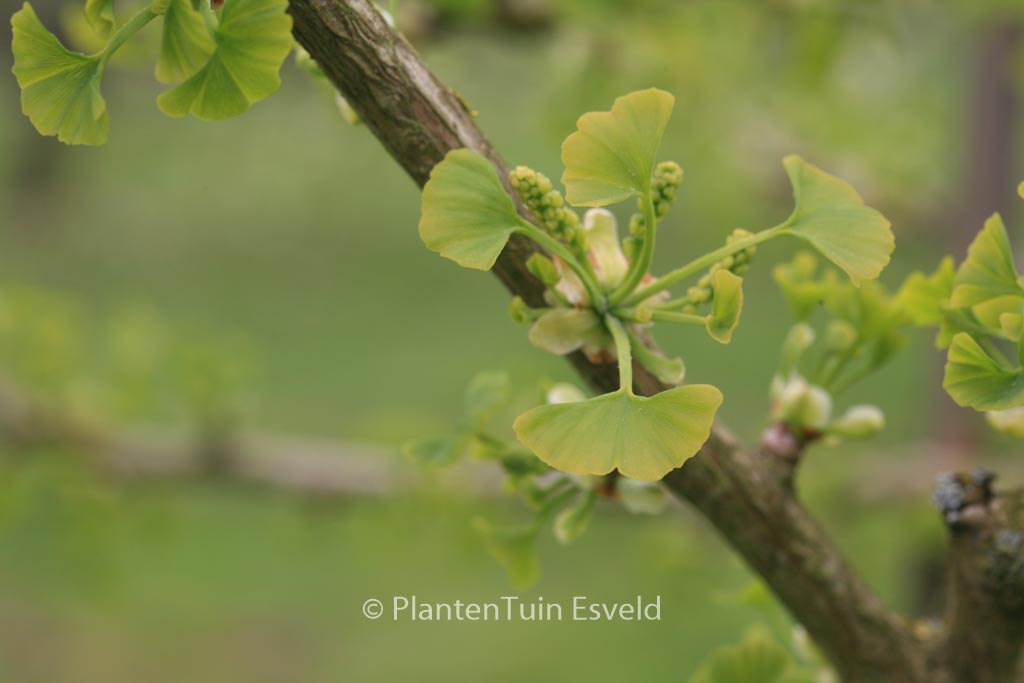 Ginkgo biloba ‘Autumn Gold’