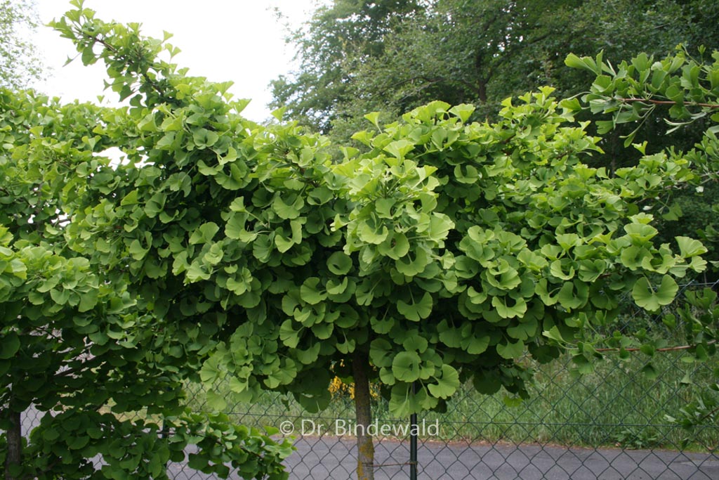 Ginkgo biloba ‘Mariken’