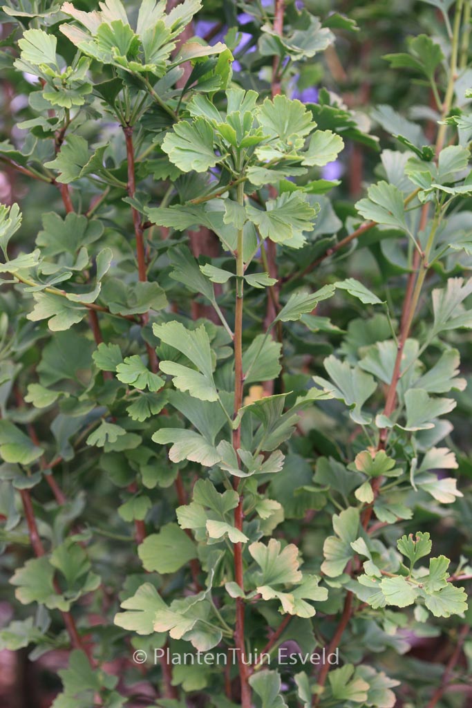 Ginkgo biloba ‘Menhir’