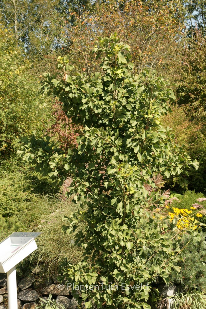 Ginkgo biloba ‘Princeton Sentry’