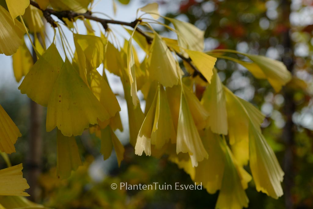 Ginkgo biloba ‘Saratoga’