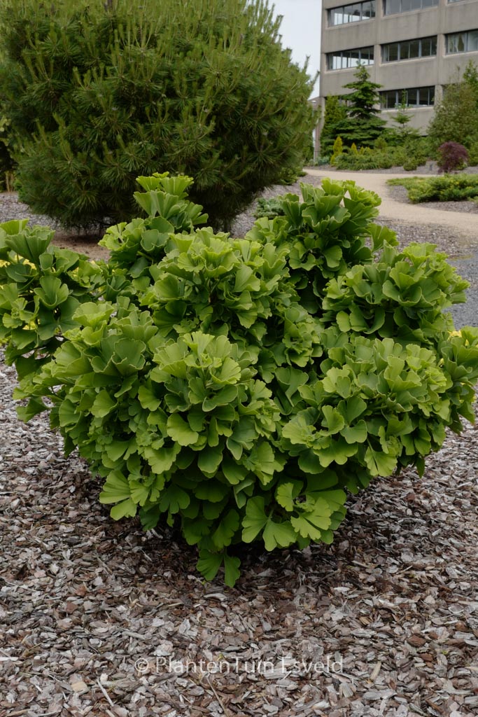 Ginkgo biloba ‘Troll’