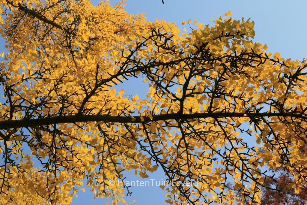 Ginkgo biloba