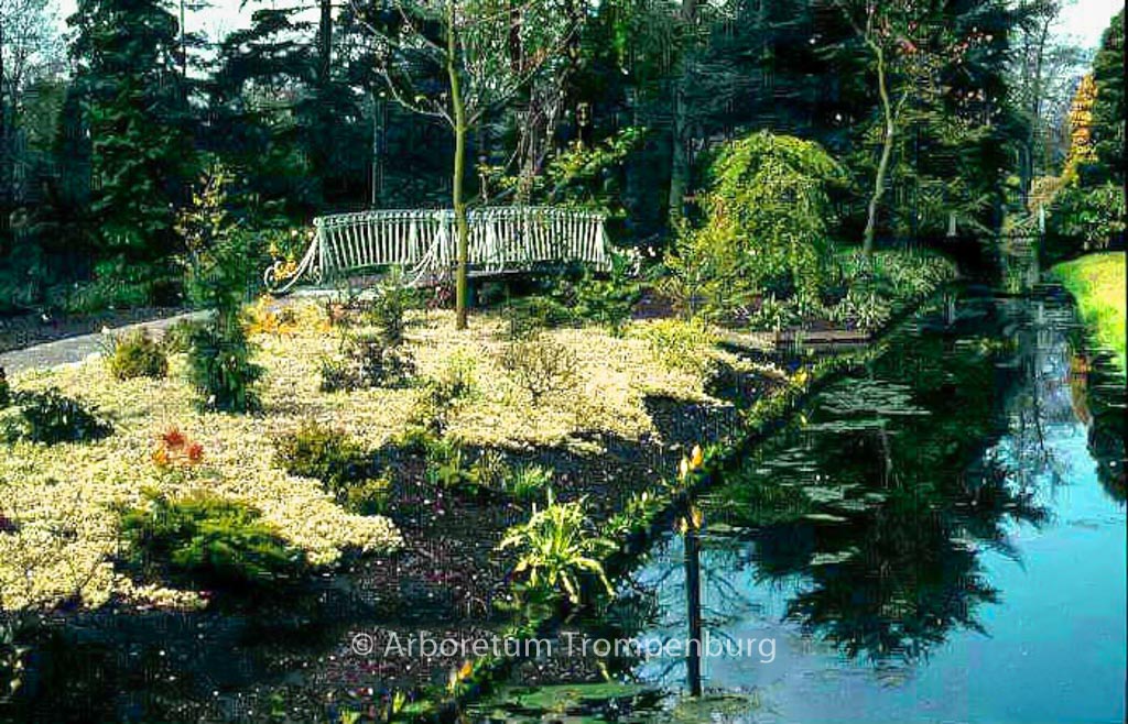 Glechoma hederacea ‘Variegata’