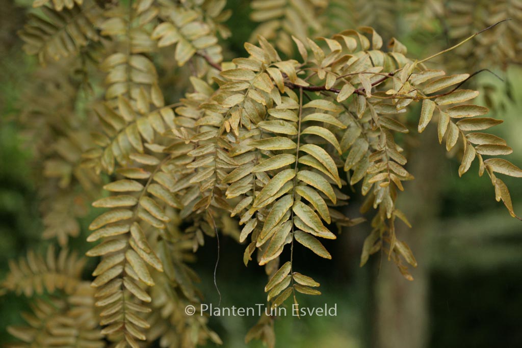 Gleditsia triacanthos ‘Rubylace’