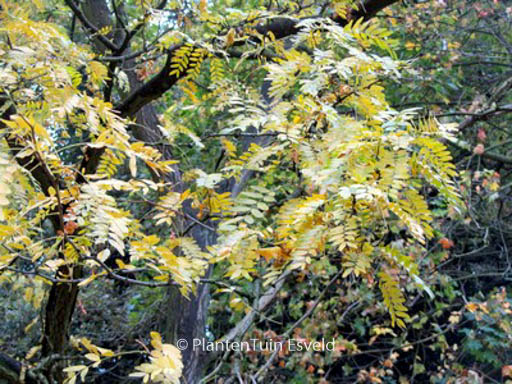 Gleditsia triacanthos ‘Shademaster’