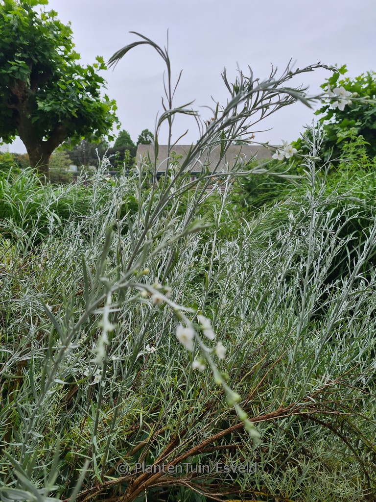 Gomphostigma virgatum