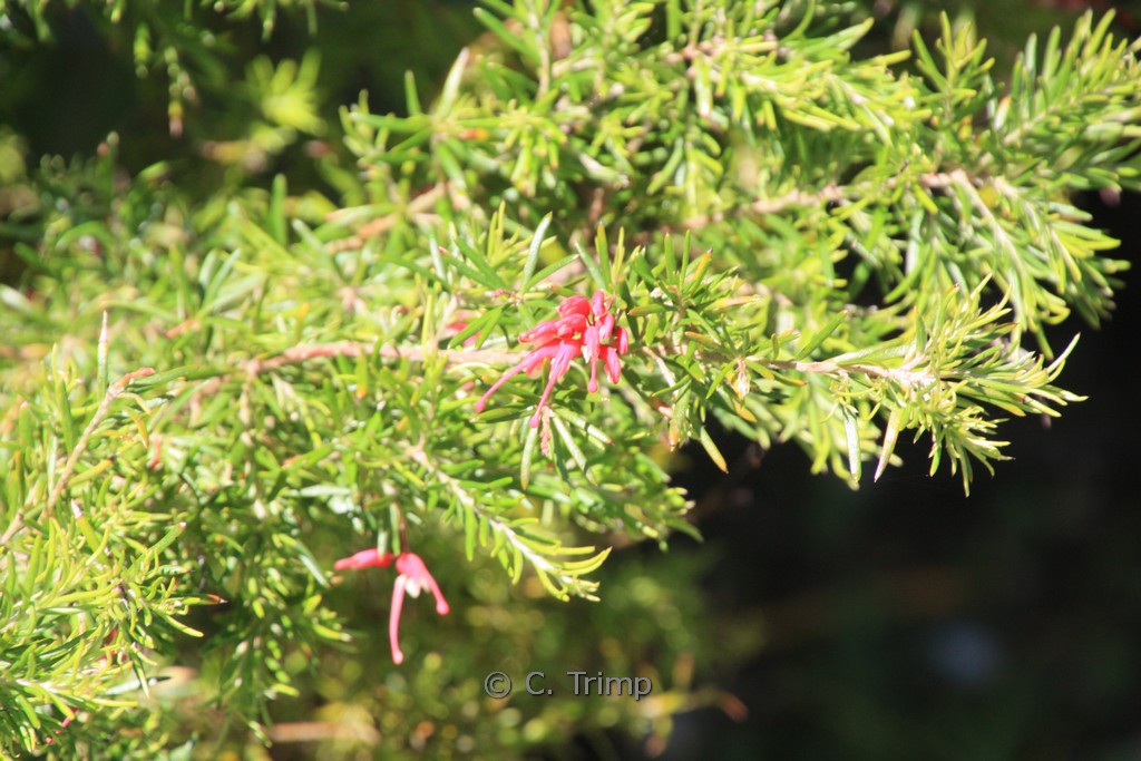 Grevillea juniperina