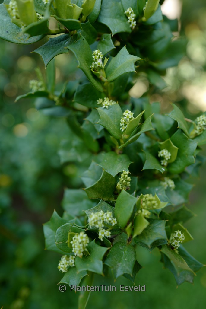 Griselinia jodinifolia