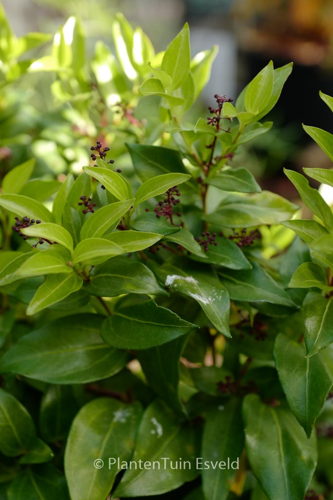 Griselinia ruscifolia