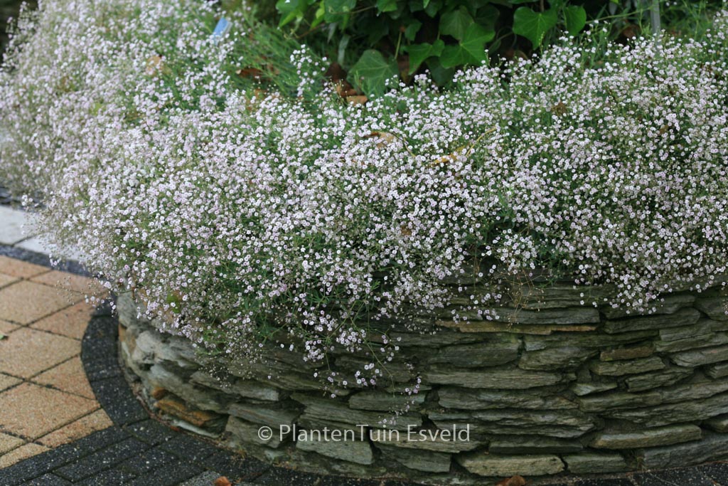Gypsophila ‘Rosenschleier’