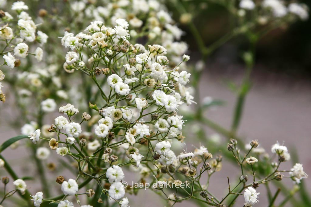 Gypsophila paniculata ‘Festival’