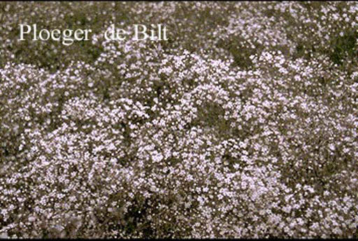 Gypsophila paniculata ‘Schneeflocke’