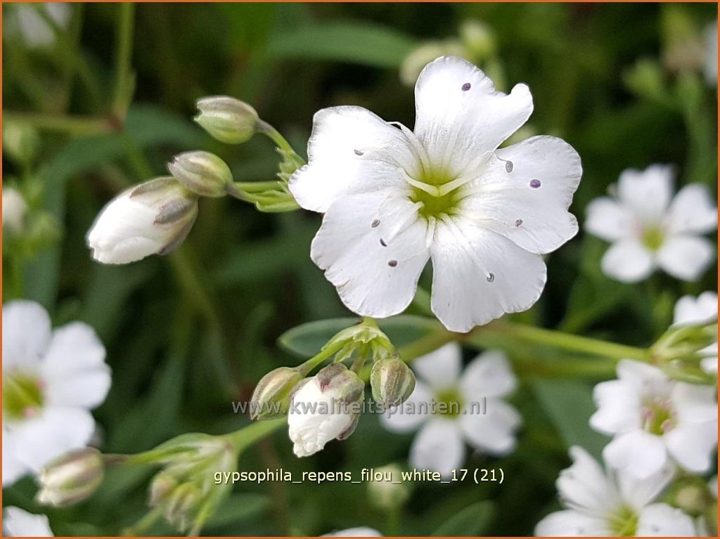 Gypsophila repens ‘Filou White’