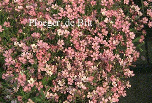 Gypsophila repens ‘Rosa Schoenheit’