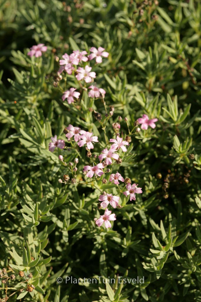 Gypsophila repens ‘Rosea’