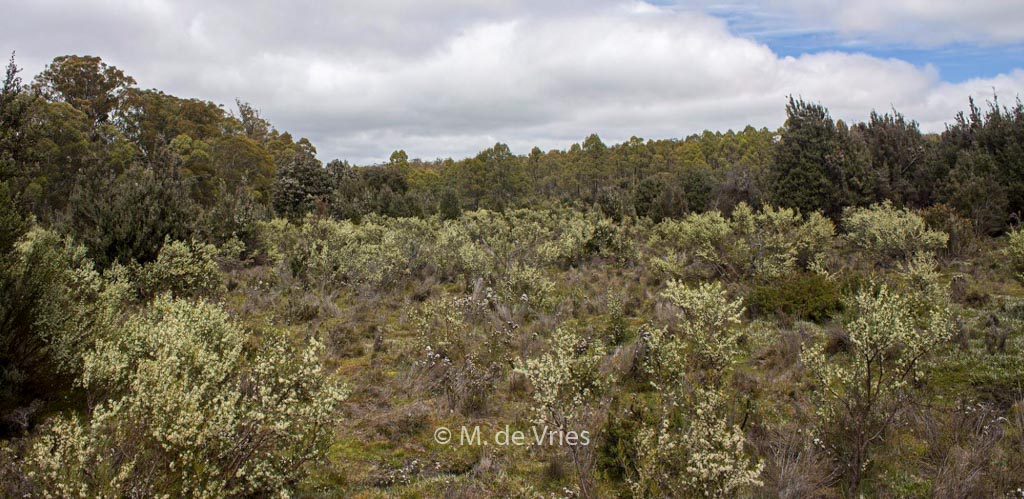 Hakea microcarpa