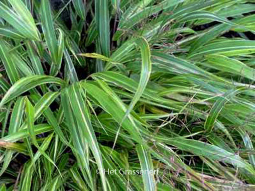 Hakonechloa macra ‘Albostriata’