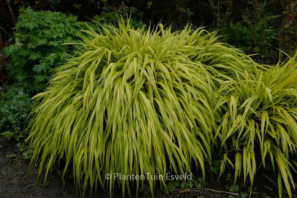 Hakonechloa macra ‘Aureola’