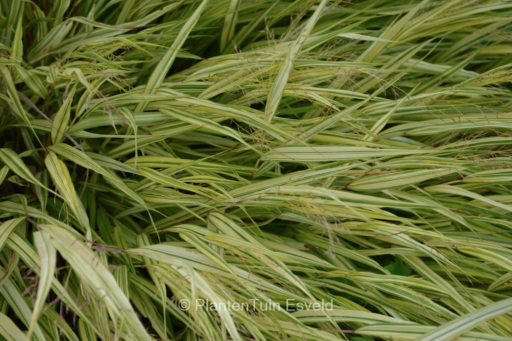 Hakonechloa macra ‘Naomi’