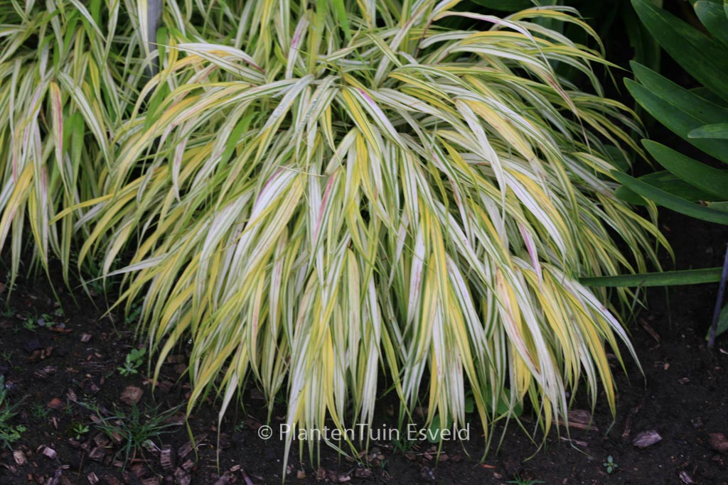 Hakonechloa macra ‘Stripe It Rich’