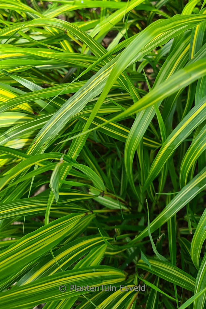 Hakonechloa macra ‘Sunny Delight’