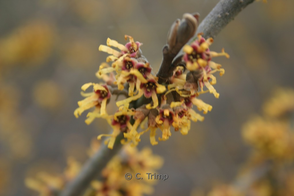 Hamamelis ‘Brevipetala’