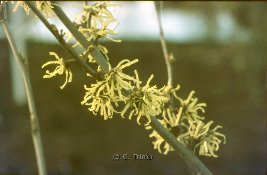 Hamamelis japonica ‘Zuccariniana’