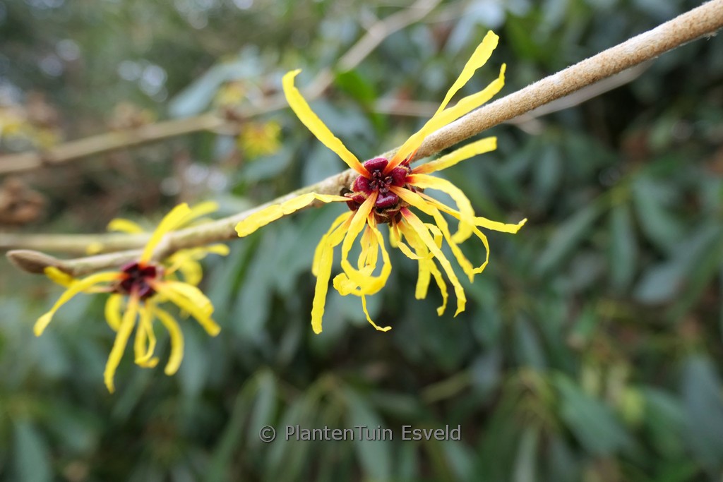 Hamamelis mollis ‘Coombe Wood’
