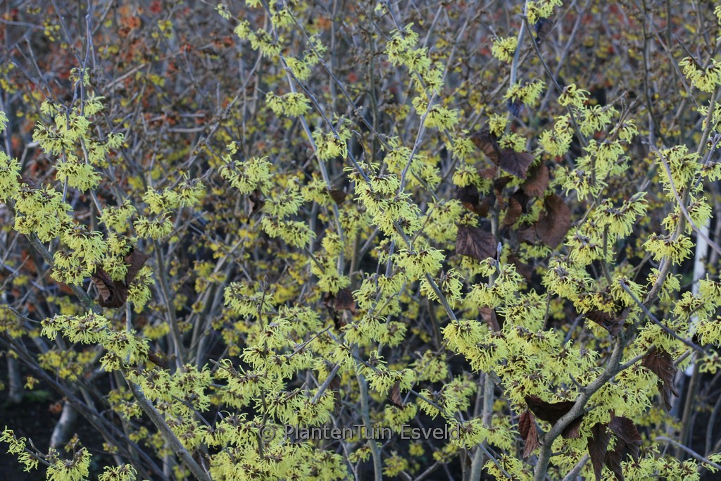 Hamamelis mollis ‘Fred Chittenden’