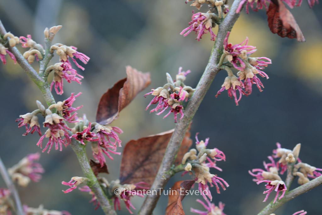 Hamamelis vernalis ‘Amethyst’