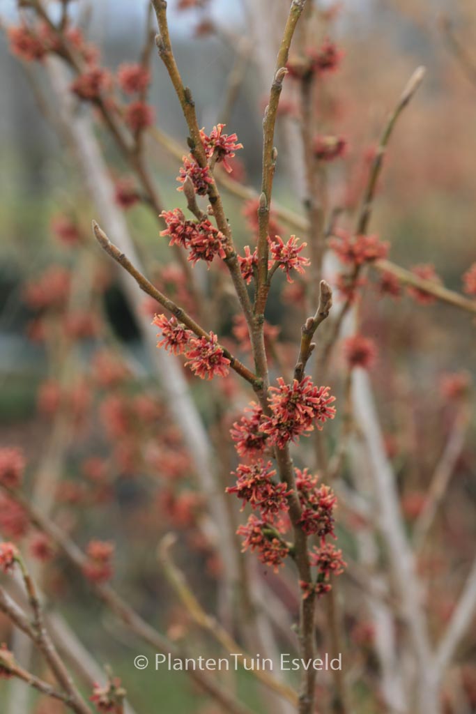 Hamamelis vernalis ‘January Pride’
