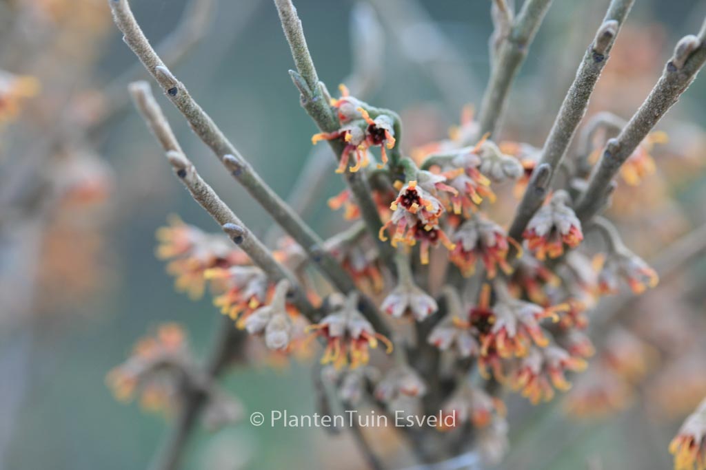 Hamamelis vernalis ‘Quasimodo’