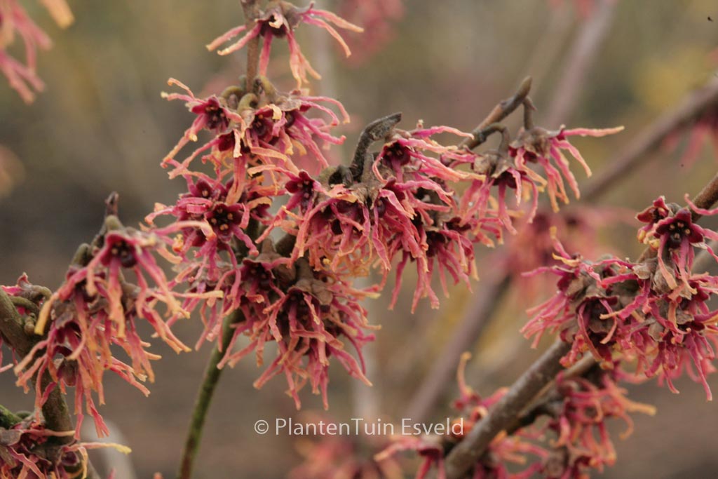 Hamamelis vernalis ‘Washington Park’